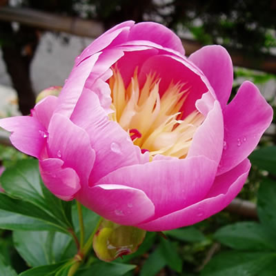 ☆宿根草 【 芍薬 ( シャクヤク ) ボールオブビューティー 】5号スリット鉢植え