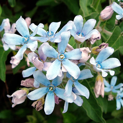 イングの森 花の鉢植え 宿根草 オキシペタラム ケルレウム ( オキシペタラム ブルースター ) 1株 花の苗 多年草 苗