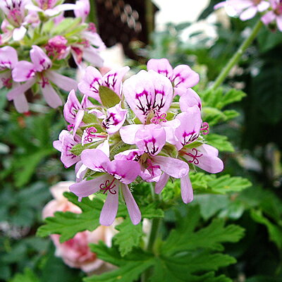 虫除け効果のある植物おすすめ7選 虫除けになる育てやすい植物をご紹介 Kurashi No