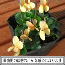 楽天1位ニオイスミレ (においすみれ)一重咲き イエロー(オレンジ)1株香り フレグランス ガーデニング 花苗 寄せ植えに