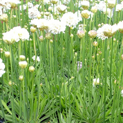 アルメリア バレリーナ ホワイト　2株セット宿根草のサムネイル