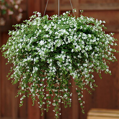 宿根草 バコパ スノートピア2株セット 草花の苗 花苗 多年草 苗のサムネイル