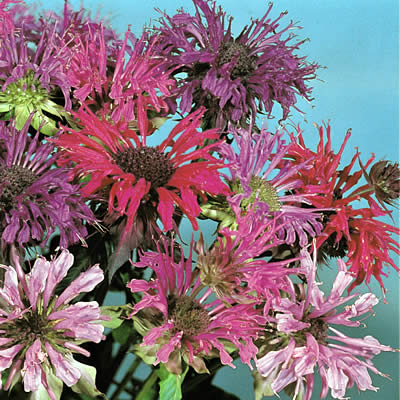 宿根草モナルダ　パノラマミックス　3株セットのサムネイル