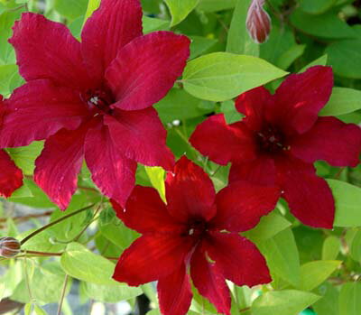 イングの森 花の鉢植え クレマチスルッテル4．5号サイズポット苗