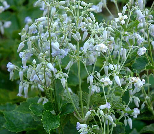 イングの森 花の鉢植え クレマチス 伊吹山の草ボタン4.5号サイズ2年生ポット苗