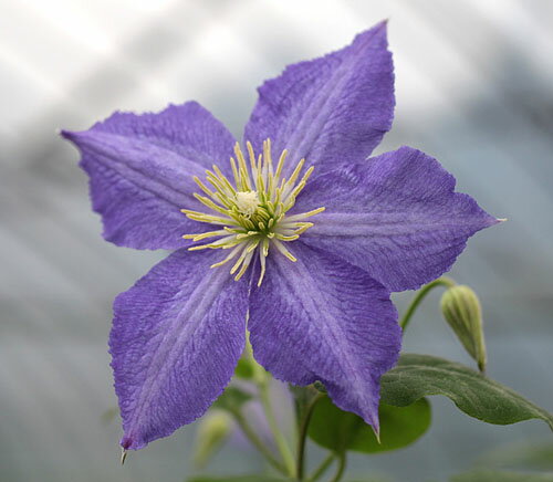 クレマチス シルビ4．5号サイズ2年生ポット苗