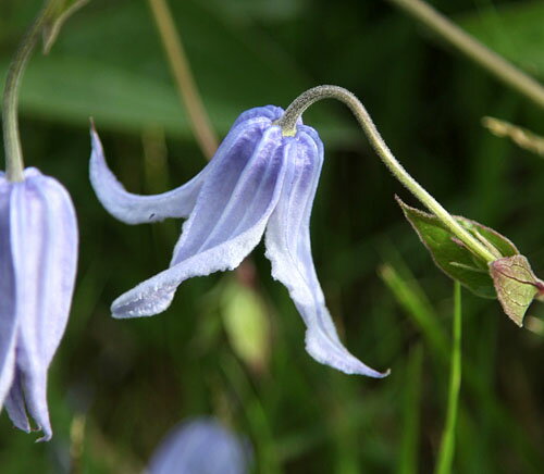 クレマチス インテグリフォリア パステル・ブルー生育2年生以上株 4.5号サイズポットのサムネイル