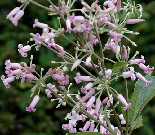 クレマチス 入笠山の草ボタン 4.5号サイズ　2年生ポット苗