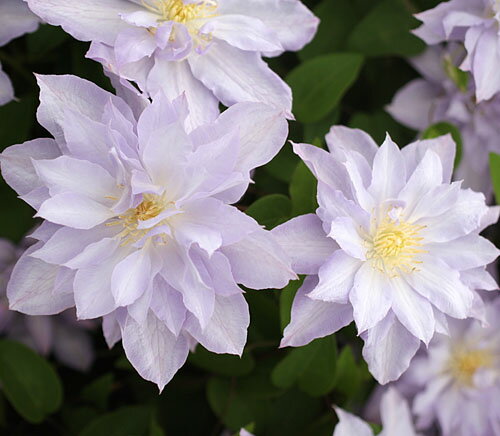 クレマチス 早池峰生育2年生以上株 4.5号サイズポット苗のサムネイル