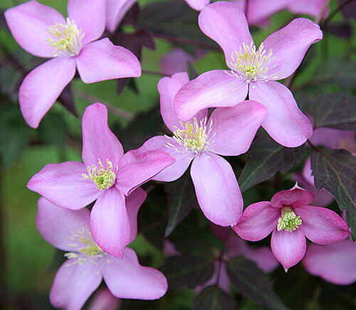 イングの森 花の鉢植え クレマチス フレッダ(フレーダ)4．5号サイズ2年生ポット苗