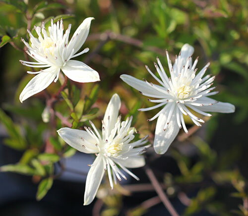 イングの森 花の鉢植え 原種系クレマチス コバノボタンヅル4．5号サイズ2年生ポット苗