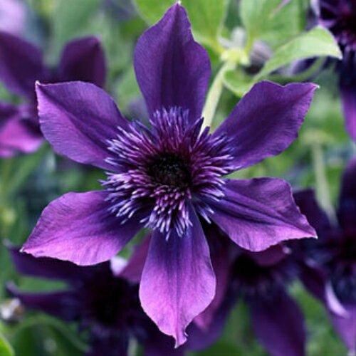 クレマチス インテグリフォリア アフロ・ボーイ生育2年生以上株 4.5号サイズポット苗のサムネイル