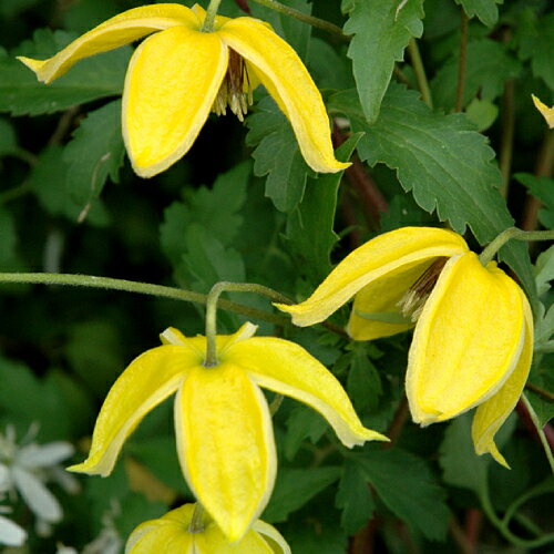 クレマチス コーリー 4.5号サイズ　2年生ポット苗