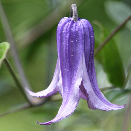 クレマチス ウォーカーズ・ブルース 4.5号サイズ　2年生ポット苗