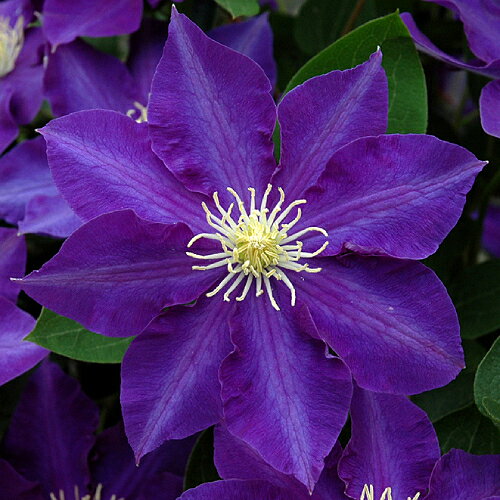 マリンブルーの濃い青紫色で、黄花芯との組み合わせにより一層際立ち、美しいです。重なりが良い剣弁で、色合いと相まって、非常に観賞性が高くなっています。 ■宿根草 ■開花期：5〜10月 ■草丈：1.5〜2.5m ■花の大きさ：径12〜15cm ■お届けの状態：4.5号（直径13.5cm）ポット苗 ■育て方の説明書付き ◆ 安心のクレマチス専用培養土は こちら ◆ 美しい花を！クレマチス専用肥料は こちら【パテンス系（早咲き大輪系）】中〜大輪、表情豊かで多彩な色味が魅力です。鉢植えにも庭植えにも使いやすい開花丈。株が充実してくると秋にも開花しますよ。■開花期：5〜10月■花の大きさ：径10〜15cm（品種で異なります）■草丈：1．5〜3m（品種で異なる）■剪定：弱■耐暑性：強い■耐寒性：強い■用途：鉢植え・フェンスやオベリスクに絡ませる