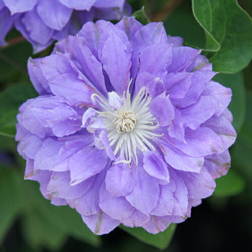 クレマチス円空4．5号サイズ2年生ポット苗