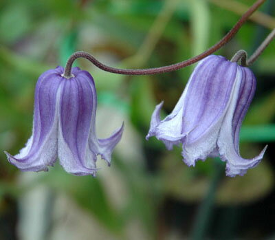 クレマチス インテグリフォリア シリンドリカ生育2年生以上株 4.5号サイズポットのサムネイル