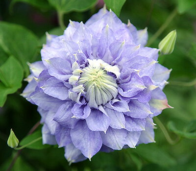 クレマチス マズリー 4.5号サイズ2年生ポット苗