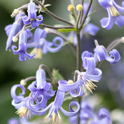 クレマチス 是空（ぜくう） 4.5号サイズ　2年生ポット苗のサムネイル