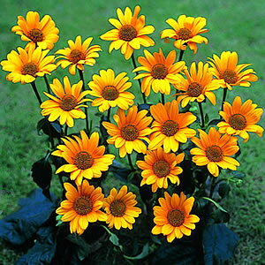 宿根タイプだから毎年楽しめます【送料無料】【他品と同梱OK】姫ひまわり サンバースト 3株＊北海道・沖縄は別途差額送料500円かかります
