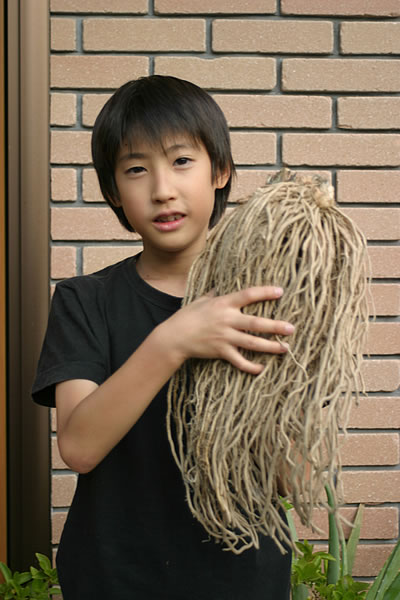 楽天1位 農家発 ビックリアスパラ超大株 1株 アスパラガス 苗 野菜苗