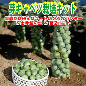 芽キャベツ 栽培キット ベランダ遊びノート