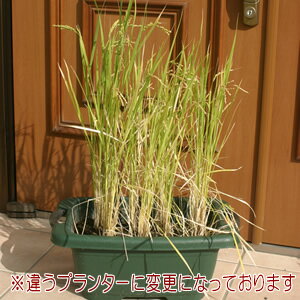 おらが田んぼキット コシヒカリ（こしひかり）お米栽培セット送料無料・他品同梱不可のサムネイル
