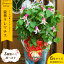 母の日 ギフト プレゼント 花豪華クレマチス 6号鉢 3種類から選べますこだわりラッピング全国送料無料