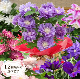 クレマチス 花の鉢植え 母の日 2024 ギフト 鉢植え 花 プレゼント12種類から選べる クレマチス 5号サイズ 鉢植えこだわりラッピング 全国送料無料　プレゼント ギフト