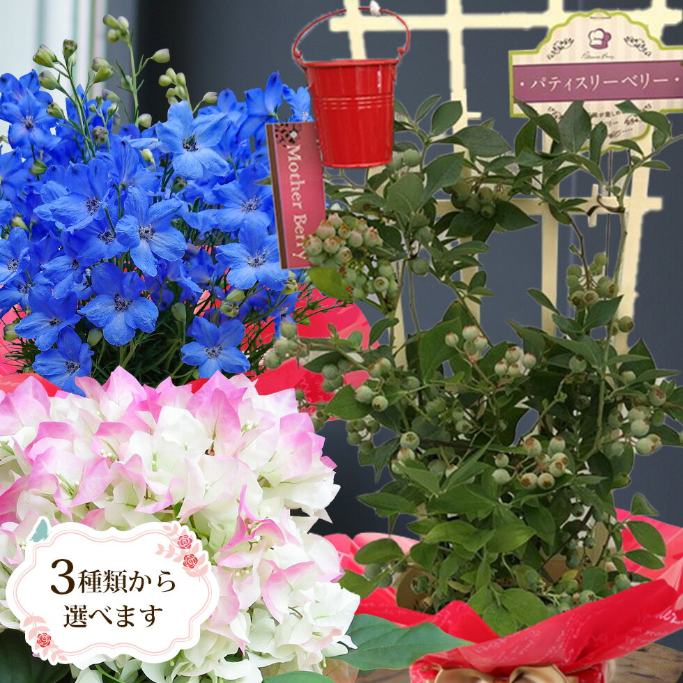 遅れてごめんね 母の日 2024 ギフト 鉢植え 花 プレゼント デルフィニューム ブーゲンビリア ブルーベリー 5号サイズ 鉢植えこだわりラッピング 全国送料無料　プレゼント ギフト