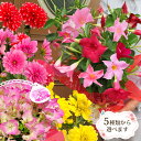 遅れてごめんね 母の日 2025 鉢植え 花 プレゼント ギフトダリア マンデビラ ブーゲンビリア 5種類から選べるカーネーション以外で人気のお花こだわりラッピ...