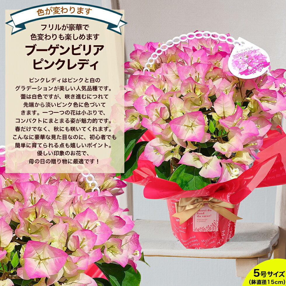 楽天市場】鉢花(種類(植物)ブーゲンビリア)(花・観葉植物 楽天市場】鉢花(種類(植物)ブーゲンビリア)(花・観葉植物