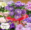母の日 2025 ギフト 鉢植え 花 プレゼント10種類から選べる クレマチス 5号サイズ 鉢植えこだわりラッピング 全国送料無料 プレゼント ギフト 3,980円