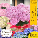 5/10か5/11にお届け 母の日 2025 あじさい プレゼント ギフト 13種類から選べるアジサイ5号サイズ 4F〜5F以上 紫陽花 鉢植え こだわりラッピ...