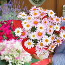 お花を贈ろう！2680円コース 季節の鉢花を可愛くラッピング＆リボン、そしてメッセージを添えてお届けします 誕生日 卒業 入学 お祝い