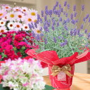 お花を贈ろう！2980円コース 季節の鉢花を可愛くラッピング＆リボン、そしてメッセージを添えてお届けします 誕生日 卒業 入学 お祝い