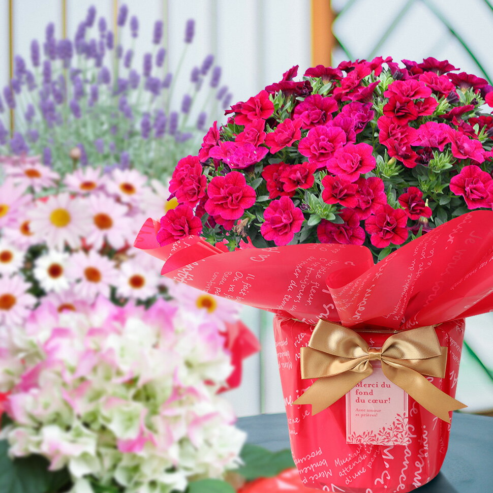 お花を贈ろう！3480円コース 季節の鉢花を可愛くラッピング＆リボン、そしてメッセージを添えてお届けします 誕生日 卒業 入学 お祝い