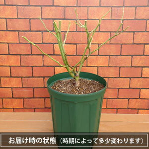 バラ大苗 ルージュピエールドゥロンサール (国産苗 大苗 6号鉢植え)メイアン作出 バラ 苗 四季咲き つるバラ