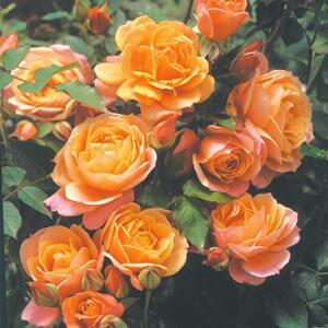 バラ大苗 ディズニーランド・ローズ 国産苗 大苗 6号鉢植え ジャクソン＆パーキンズ作出