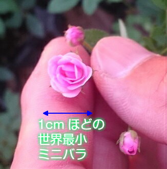 マイクロミニバラ・リトルウッズ 9cmポット苗 1株 ミニバラ 苗 四季咲き 花苗 庭植え ガーデニング イングリッシュガーデンのサムネイル