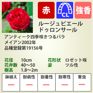 バラ大苗 ルージュピエールドゥロンサール (国産苗 大苗 6号鉢植え)メイアン作出 バラ 苗 四季咲き つるバラ