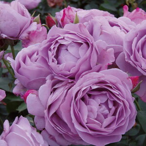 バラ大苗 しのぶれど 国産苗 大苗 6号鉢植え 京成バラ園芸作出