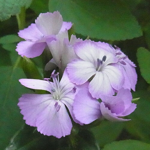 イングの森 花の鉢植え ふじなでしこ サマーラベンダーの種 100粒 本品だけの発送は送料無料・他品と同梱の場合は他品の送料体系になります