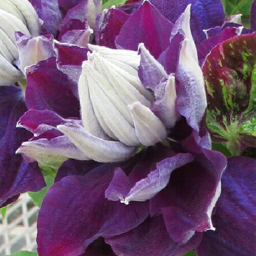 イングの森 花の鉢植え クレマチス新紫玉 6号鉢 3年生以上株