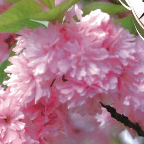 家庭樹 落葉高木 菊枝垂れ桜（キクシダレザクラ）6号鉢（直径18cm）2年生接木苗