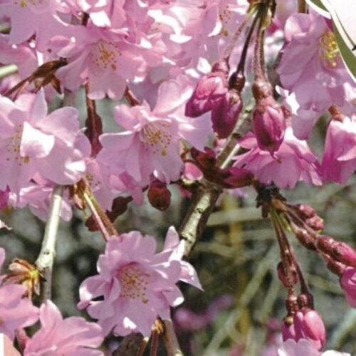 家庭樹 落葉高木 仙台枝垂れ桜（センダイシダレザクラ）6号鉢（直径18cm）2年生接木苗のサムネイル