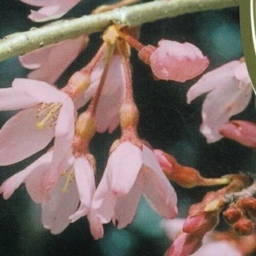 家庭樹 落葉高木 紅一重枝垂れ桜（ベニヒトエシダレザクラ）6号鉢（直径18cm）2年生接木苗