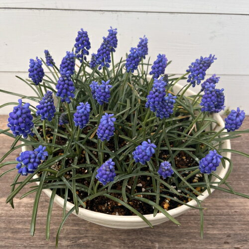 ムスカリいっぱい10号鉢 青ムスカリのアルメニアカムを贅沢に33球も植えて発芽！ 芽出し 鉢
