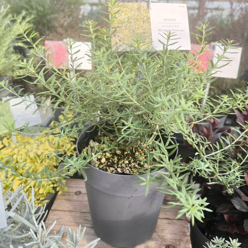 楽天市場】カラー リーフ 寄せ 植え（観葉植物｜花・観葉植物）：花