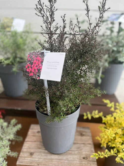 楽天市場】カラー リーフ 寄せ 植え（観葉植物｜花・観葉植物）：花